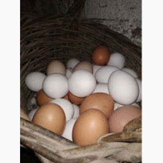 Продам курячі яйця оптом