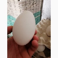 Гусиное инкубацыоное яйцо