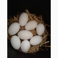 Гусиное инкубацыоное яйцо