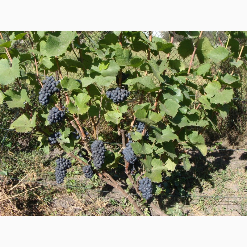Фото 2. Продажа саженцев технических(винных) сортов винограда в г.Сумы