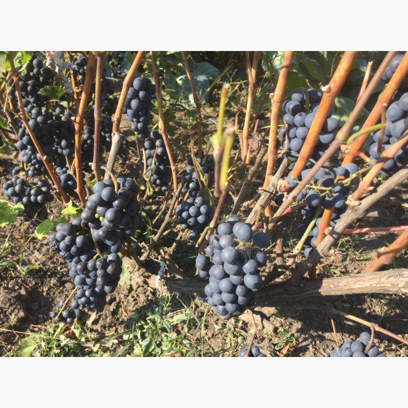 Фото 3. Продажа саженцев технических(винных) сортов винограда в г.Сумы