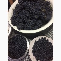 Продажа саженцев технических(винных) сортов винограда в г.Сумы