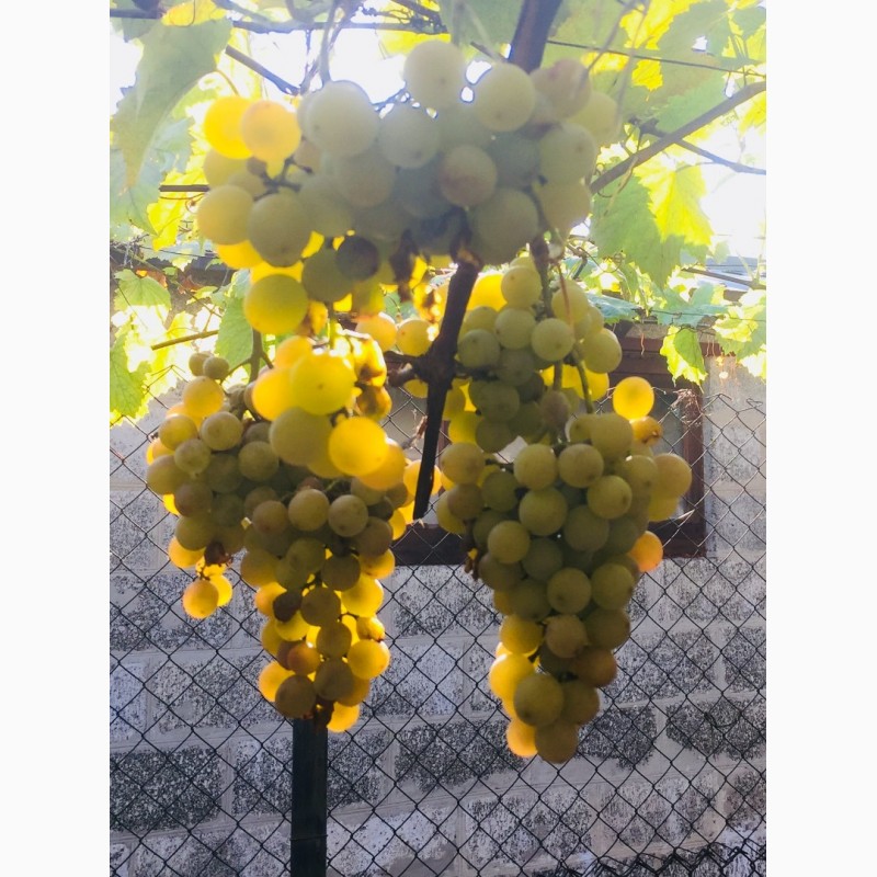 Фото 5. Продажа саженцев технических(винных) сортов винограда в г.Сумы