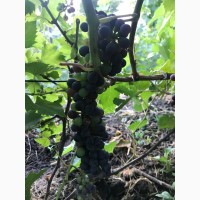 Продажа саженцев технических(винных) сортов винограда в г.Сумы
