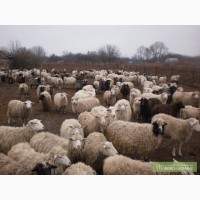 Продам вівці, 400 голів.