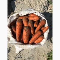 Продам морковь 1-ый сорт Абака