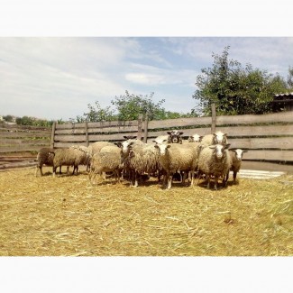 Продаються вівці ромоновської породи