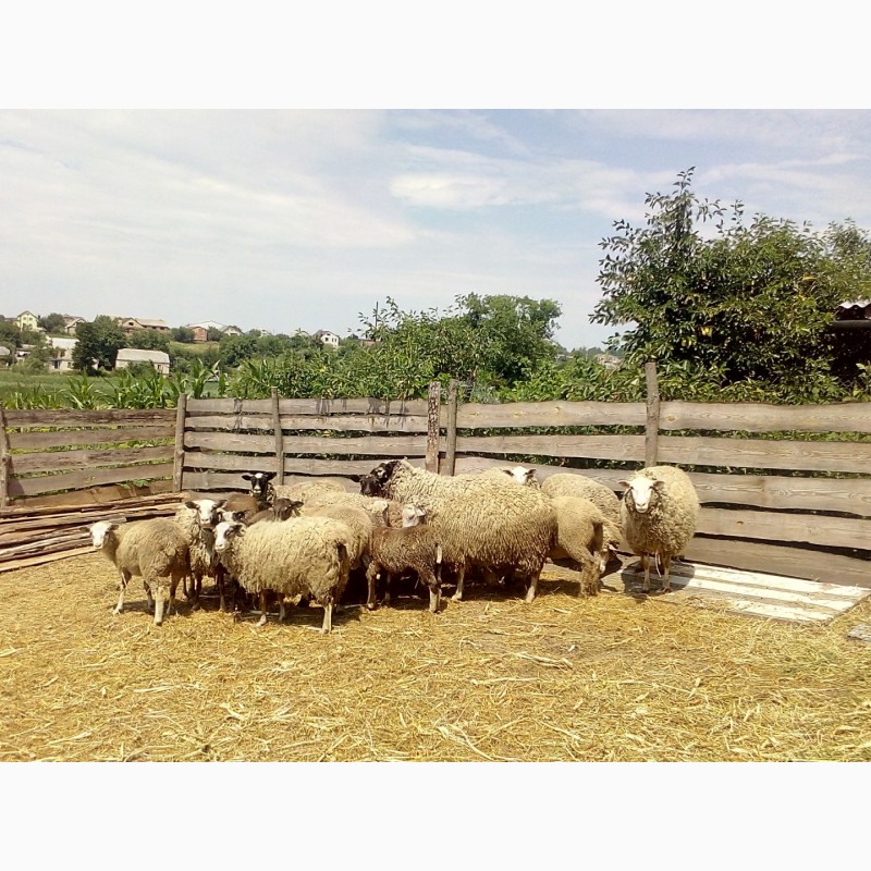 Фото 2. Продаються вівці ромоновської породи