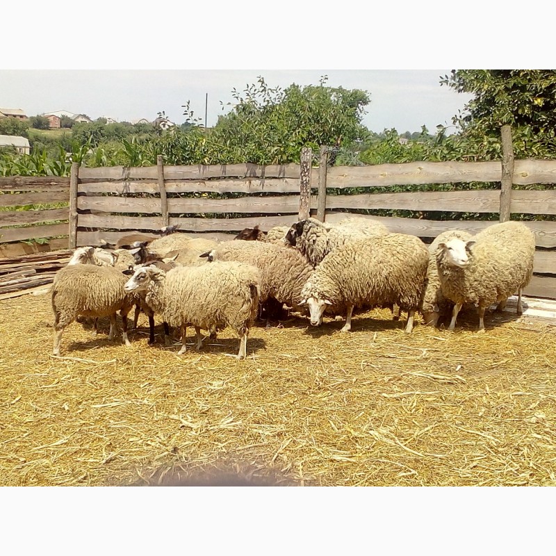 Фото 3. Продаються вівці ромоновської породи