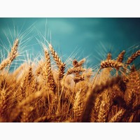 Закупляємо пшеницю поганої якості+організовуємо доставку