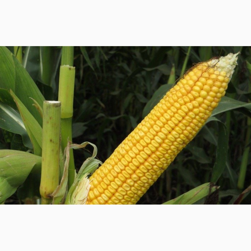 Фото 5. Продам кукурузы от компании экспортера с 10 000 тонн