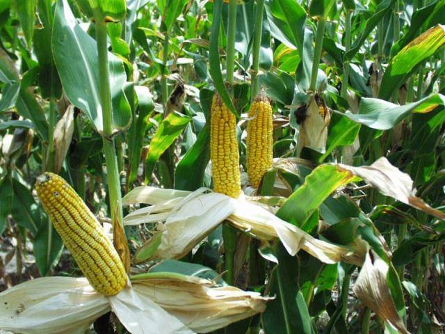 Фото 8. Продам кукурузы от компании экспортера с 10 000 тонн