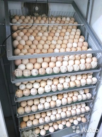 Фото 2. Инкубационное яйц КОББ 500 Венгрия