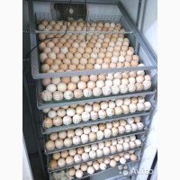 Инкубационное яйц КОББ 500 Венгрия