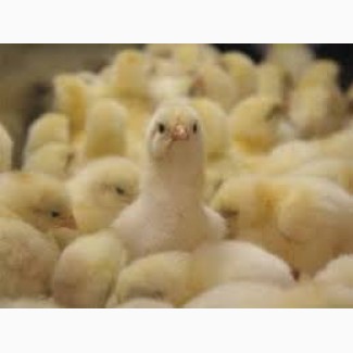 Цыплята бройлерные, мясо-яичные, суточные и подрощеные