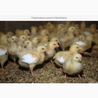 Цыплята бройлерные, мясо-яичные, суточные и подрощеные