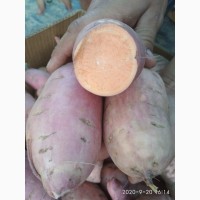 Батат - американская картошка