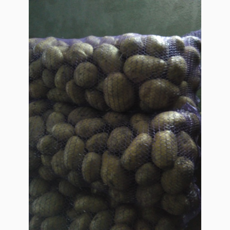 Фото 10. Продам картоплю Белароса, Скарб, Тайфун, Слов#039;янка