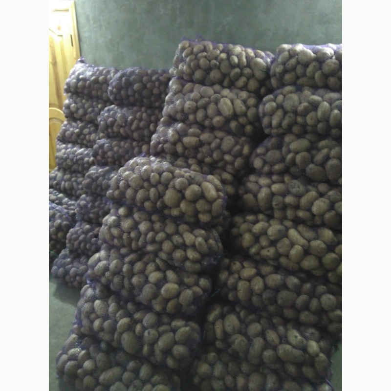 Фото 11. Продам картоплю Белароса, Скарб, Тайфун, Слов#039;янка