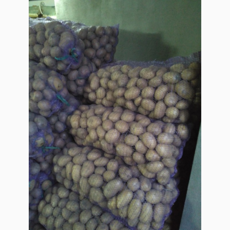 Фото 2. Продам картоплю Белароса, Скарб, Тайфун, Слов#039;янка