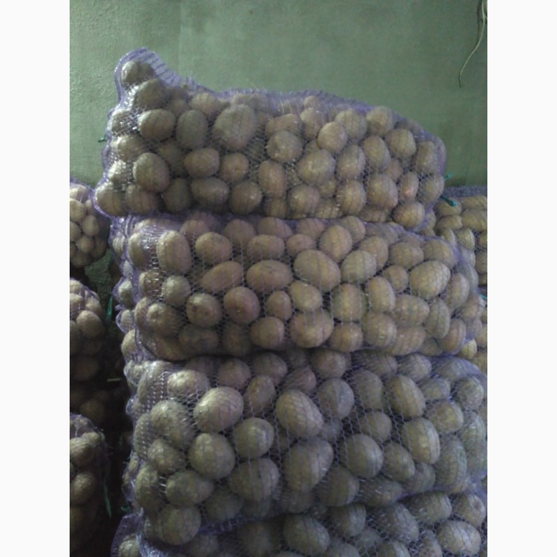 Фото 3. Продам картоплю Белароса, Скарб, Тайфун, Слов#039;янка