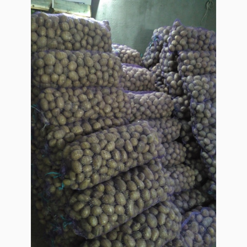 Фото 4. Продам картоплю Белароса, Скарб, Тайфун, Слов#039;янка