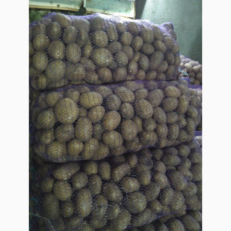 Фото 5. Продам картоплю Белароса, Скарб, Тайфун, Слов#039;янка