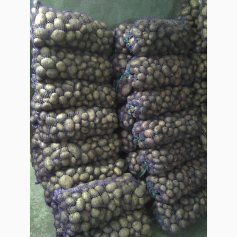 Фото 6. Продам картоплю Белароса, Скарб, Тайфун, Слов#039;янка