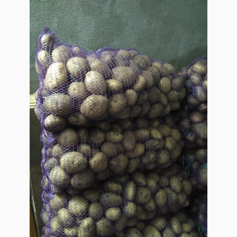 Фото 7. Продам картоплю Белароса, Скарб, Тайфун, Слов#039;янка