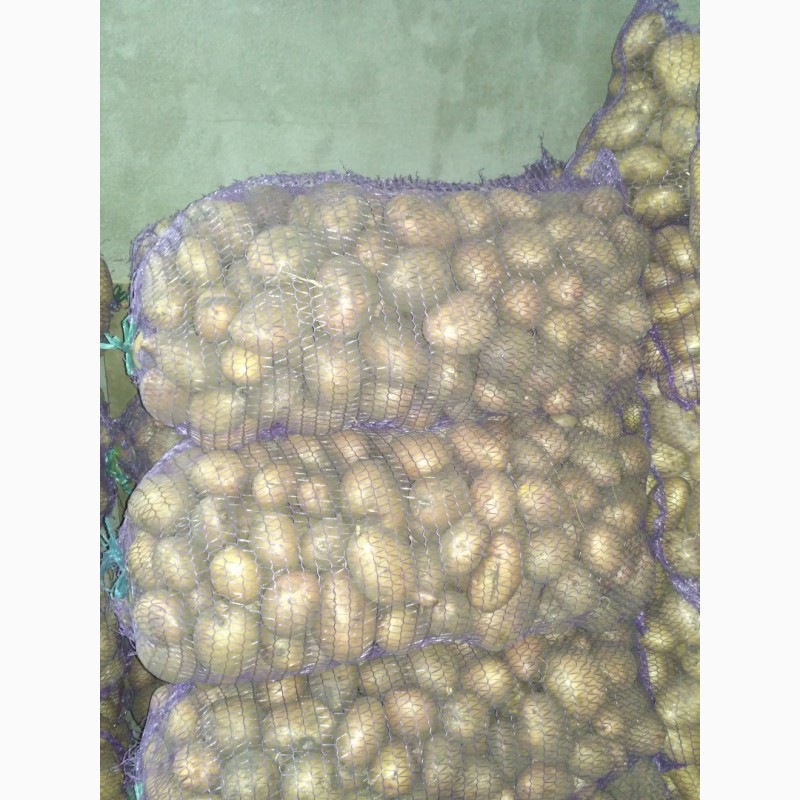 Фото 8. Продам картоплю Белароса, Скарб, Тайфун, Слов#039;янка