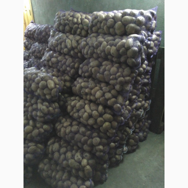 Фото 9. Продам картоплю Белароса, Скарб, Тайфун, Слов#039;янка