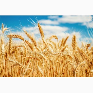 Закуповуємо пшеницу по всій Україні. Є можливість самовивозу з господарства, поля, елева