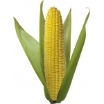 Семена кукурузы Монсанто,Пионер, Сингента,посевматериал, кукуруза,гибриды F-1,(оригинал),.
