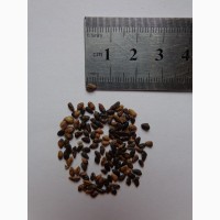 Семена Сосна Банкса (40шт – 15грн)
