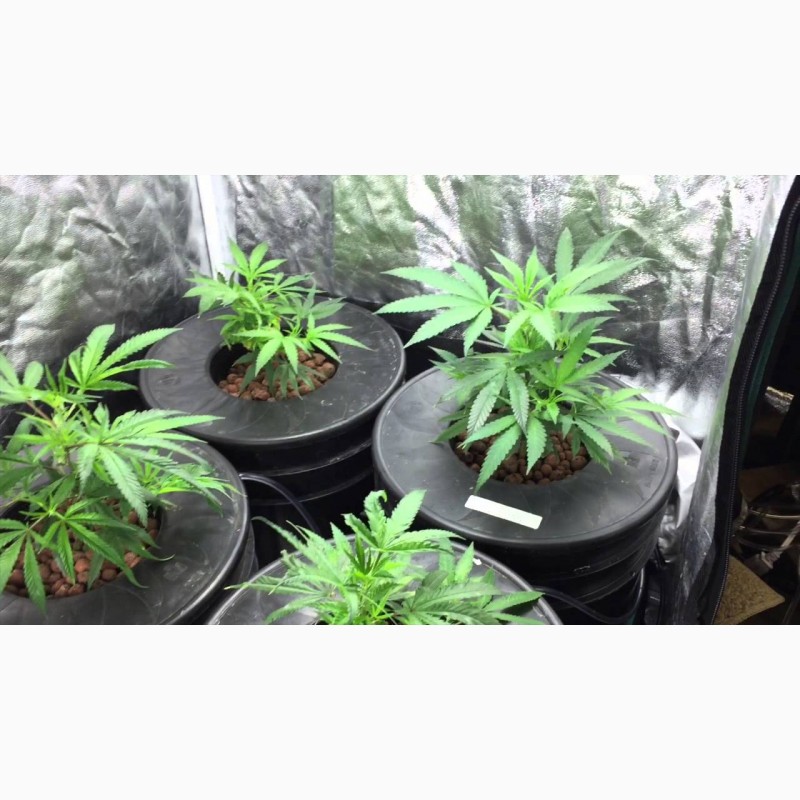 Семена конопли удобрения марихуана и лечение суставов