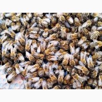 Продам бджолопакети породи Карпатка з власної пасіки
