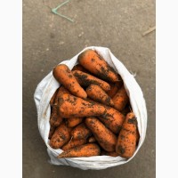 Продам Морковь ( Каскад ), опт, с холодильника