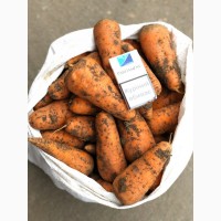 Продам Морковь ( Каскад ), опт, с холодильника