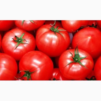 Куплю оптом помідори в Тернопільській області