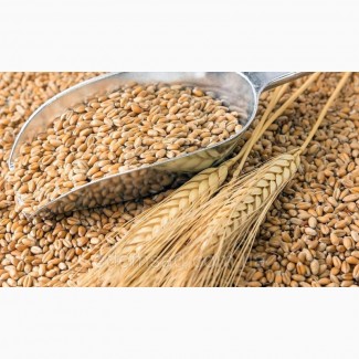 Продам посев.материал озимой пшеницы сорт Донской маяк суперэлита Краснодарская селекция