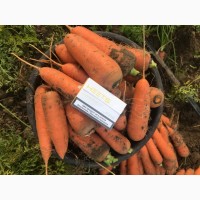 Продам морковь сетевого качества