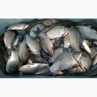 Продам Живу рибку толстолоб 1-4