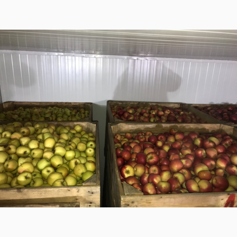 Фото 9. Продам якісне яблоко, з холодильника, оброблені смарт фрешом