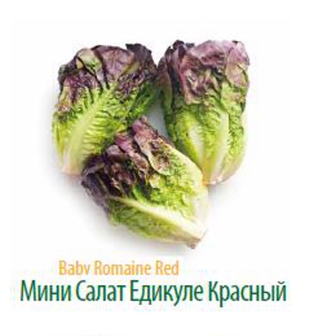Фото 4. Продам салат Радичио высокого качества оптом с плантаций Турции