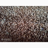 Продам пшеничний тритікал