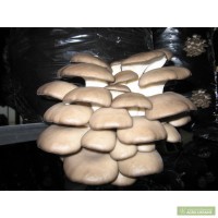 ТОВ Органик гриб предлагает грибные блоки Вешенка!