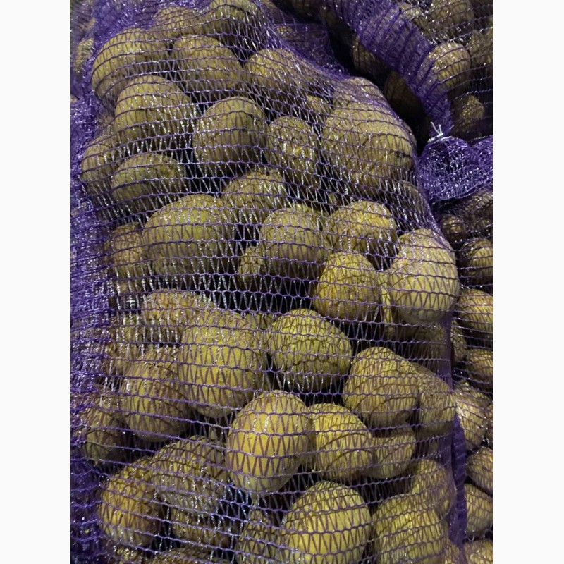 Фото 2. Товарна картопля Сорт Арізона, топ якість Торг при обсягах