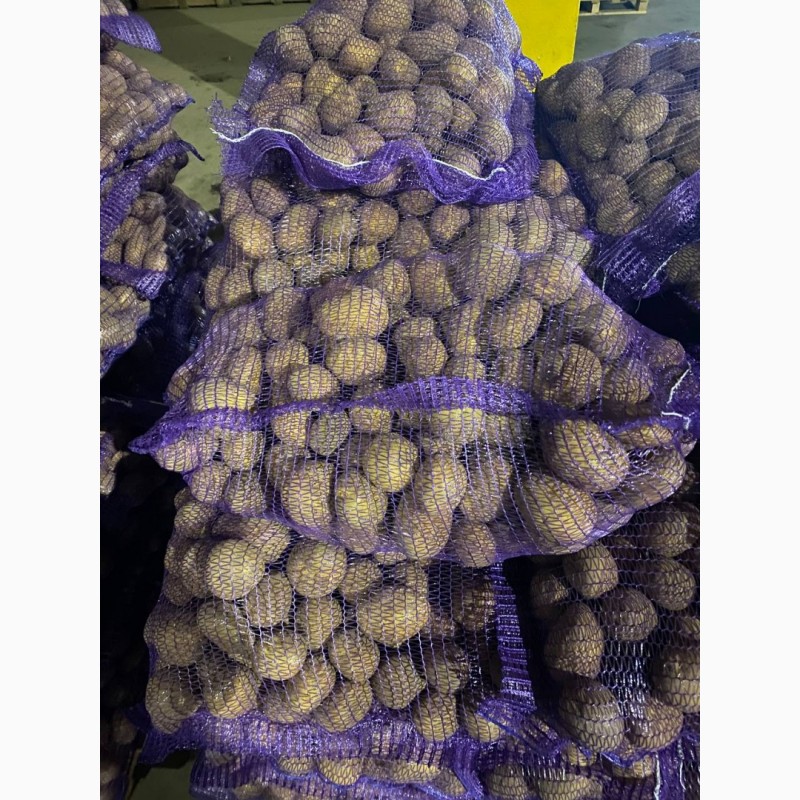 Фото 3. Товарна картопля Сорт Арізона, топ якість Торг при обсягах