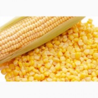 Качественные семена кукурузы ВН 63