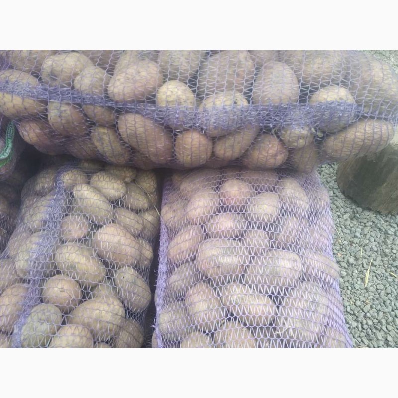 Фото 2. Продам домашню велику картоплю (Біла Роса / Санте)